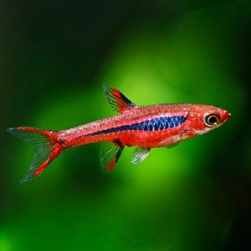 Rasbora brigittae - Rasbora moustique L